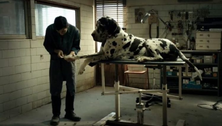 Người Chăm Sóc Chó - Dogman (2018)