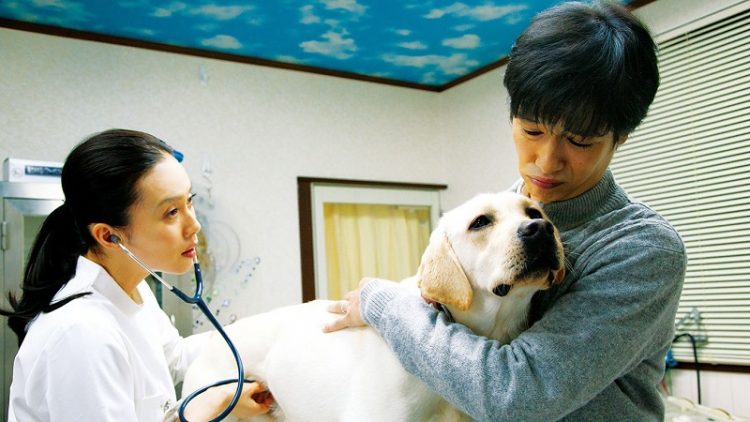 Phim 7 Ngày Của Himawari và Những Chú Chó Con
